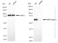 KD-Validated Anti-AMPK alpha 1 Rabbit Monoclonal Antibody